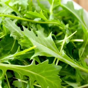 Mizuna Mustard Greens Seeds Heirloom 250 Seeds - Fast-Growing Leafy Greens - Image 4