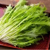 Mizuna Mustard Greens Seeds Heirloom 250 Seeds - Fast-Growing Leafy Greens - Image 1
