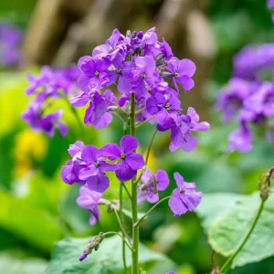 Money Plant Seeds - Lunaria Biennis, Silver Dollar Plant - 50 Seeds Outdoor - Image 5