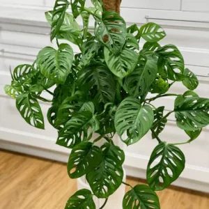 Monstera Adansonii Live Plant - Swiss Cheese Vine, 2 Plants in 4 Inch Pot, Indoor - Image 2