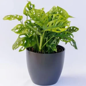 Monstera Adansonii Live Plant - Swiss Cheese Vine, 2 Plants in 4 Inch Pot, Indoor - Image 6