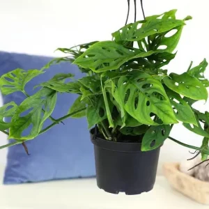 Monstera Adansonii Live Plant - Swiss Cheese Vine, 2 Plants in 4 Inch Pot, Indoor - Image 8