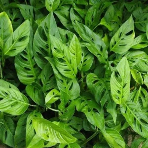 Monstera Adansonii Live Plant - Swiss Cheese Vine, 2 Plants in 4 Inch Pot, Indoor - Image 9