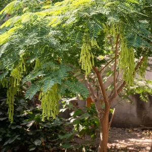 Moringa Oleifera Seeds - 10 Count Superfood Tree Seeds for Health Garden - Image 1