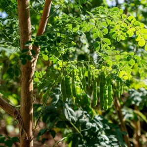Moringa Oleifera Seeds - 10 Count Superfood Tree Seeds for Health Garden - Image 2