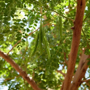 Moringa Oleifera Seeds - 10 Count Superfood Tree Seeds for Health Garden - Image 3