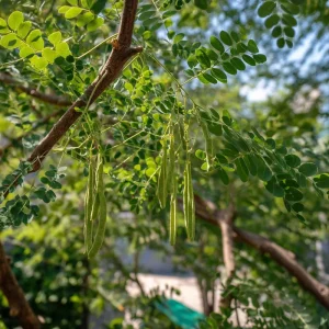 Moringa Oleifera Seeds - 10 Count Superfood Tree Seeds for Health Garden - Image 4