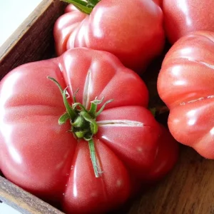 Mortgage Lifter Tomato Seeds - 30 Heirloom Large Beefsteak Seeds for Planting - Image 2