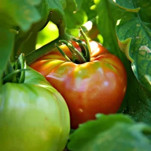 Mortgage Lifter Tomato Seeds - 30 Heirloom Large Beefsteak Seeds for Planting - Image 3