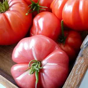 Mortgage Lifter Tomato Seeds - 30 Heirloom Large Beefsteak Seeds for Planting - Image 4