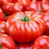 Mortgage Lifter Tomato Seeds - 30 Heirloom Large Beefsteak Seeds for Planting - Image 1
