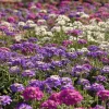 Moss Verbena Seeds – Verbena Tenuisecta – 400 Seeds – Low Growing Groundcover, Pollinator Friendly - Image 1