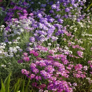 Moss Verbena Seeds – Verbena Tenuisecta – 400 Seeds – Low Growing Groundcover, Pollinator Friendly - Image 2
