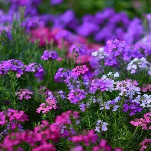 Moss Verbena Seeds – Verbena Tenuisecta – 400 Seeds – Low Growing Groundcover, Pollinator Friendly - Image 3