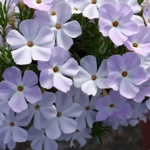 Mountain Phlox Seeds – Linanthus grandiflorus, 500 Seeds, Low-Growing Wildflower - Image 2