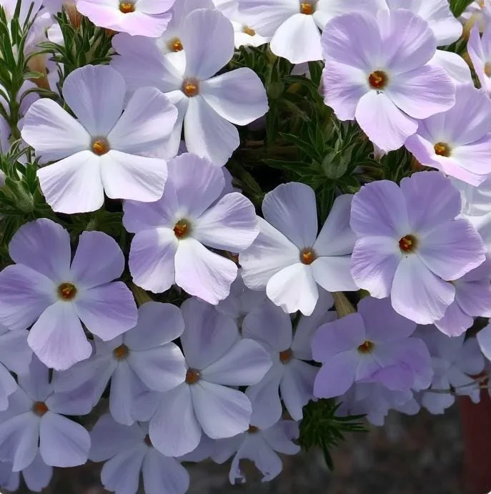 Mountain Phlox Seeds – Linanthus grandiflorus, 500 Seeds, Low-Growing Wildflower - Image 2