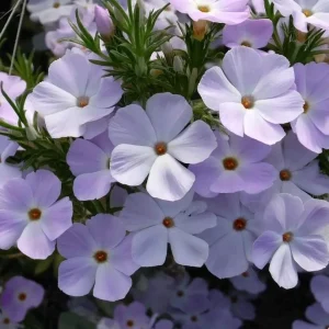 Mountain Phlox Seeds – Linanthus grandiflorus, 500 Seeds, Low-Growing Wildflower - Image 3
