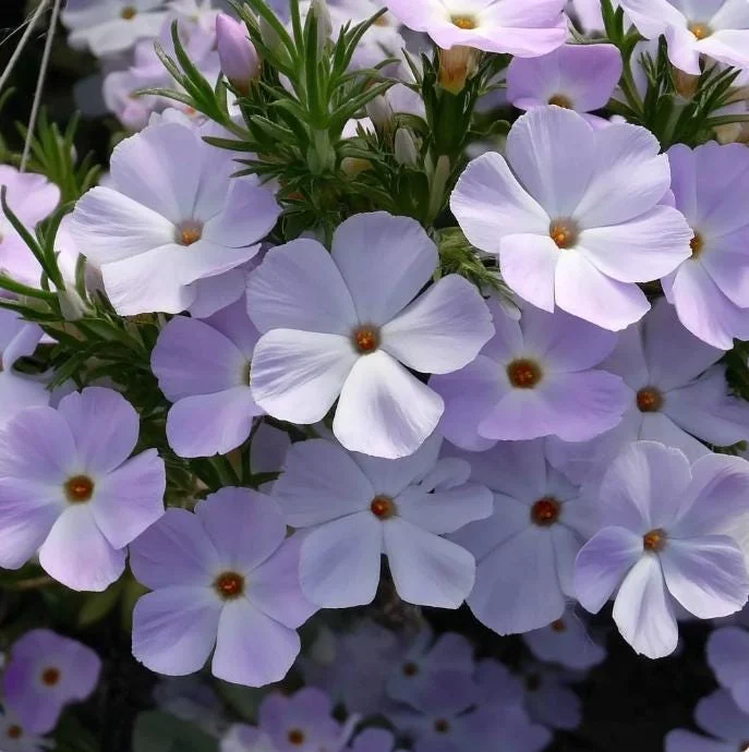 Mountain Phlox Seeds – Linanthus grandiflorus, 500 Seeds, Low-Growing Wildflower - Image 3