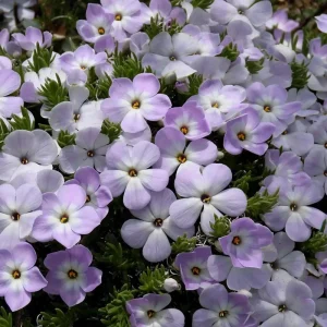 Mountain Phlox Seeds – Linanthus grandiflorus, 500 Seeds, Low-Growing Wildflower - Image 4