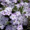 Mountain Phlox Seeds – Linanthus grandiflorus, 500 Seeds, Low-Growing Wildflower - Image 1