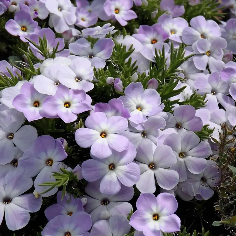 Mountain Phlox Seeds – Linanthus grandiflorus, 500 Seeds, Low-Growing Wildflower - Image 1