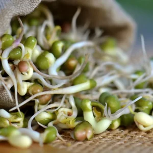 Mung Bean Sprouting Seeds - 500 Count - Easy to Grow Indoor Sprouts - Image 2