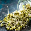 Mung Bean Sprouting Seeds - 500 Count - Easy to Grow Indoor Sprouts - Image 1