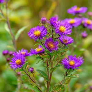 New England Aster Seeds – Vibrant Purple Blooms 300 Seeds | Pollinator Friendly Wildflower - Image 2