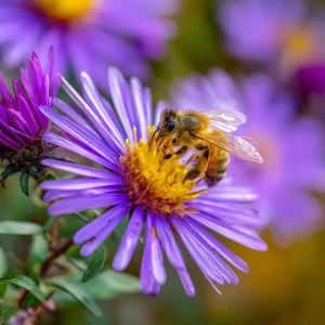 New England Aster Seeds – Vibrant Purple Blooms 300 Seeds | Pollinator Friendly Wildflower - Image 3