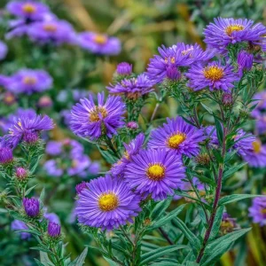 New England Aster Seeds – Vibrant Purple Blooms 300 Seeds | Pollinator Friendly Wildflower - Image 4