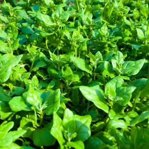 New Zealand Spinach Seeds - 50 Count Heat Tolerant Vegetable Seeds for Gardens - Image 2