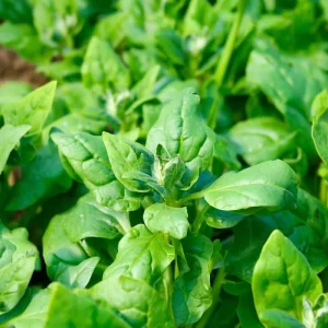 New Zealand Spinach Seeds - 50 Count Heat Tolerant Vegetable Seeds for Gardens - Image 3