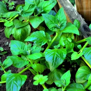 New Zealand Spinach Seeds - 50 Count Heat Tolerant Vegetable Seeds for Gardens - Image 4