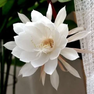 Night Blooming Cereus Live Plant - Queen of the Night Cactus, Fragrant White Flowers, 4 Inch Pot - Image 2