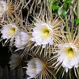 Night Blooming Cereus Live Plant - Queen of the Night Cactus, Fragrant White Flowers, 4 Inch Pot - Image 3