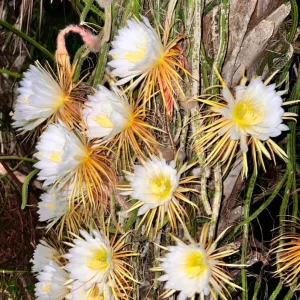 Night Blooming Cereus Live Plant - Queen of the Night Cactus, Fragrant White Flowers, 4 Inch Pot - Image 4