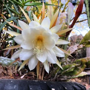 Night Blooming Cereus Live Plant - Queen of the Night Cactus, Fragrant White Flowers, 4 Inch Pot - Image 5