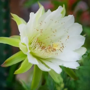 Night Blooming Cereus Live Plant - Queen of the Night Cactus, Fragrant White Flowers, 4 Inch Pot - Image 1