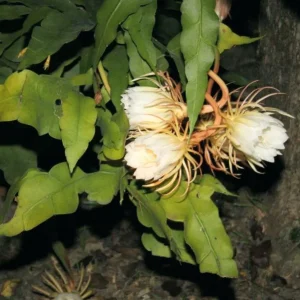 Night Blooming Cereus Live Plant - Queen of the Night Cactus, Fragrant White Flowers, 4 Inch Pot - Image 6
