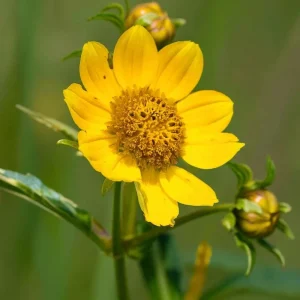 Nodding Bur Marigold Seeds - 50 Bidens cernua Native Wildflower Seeds for Wet Areas - Image 2