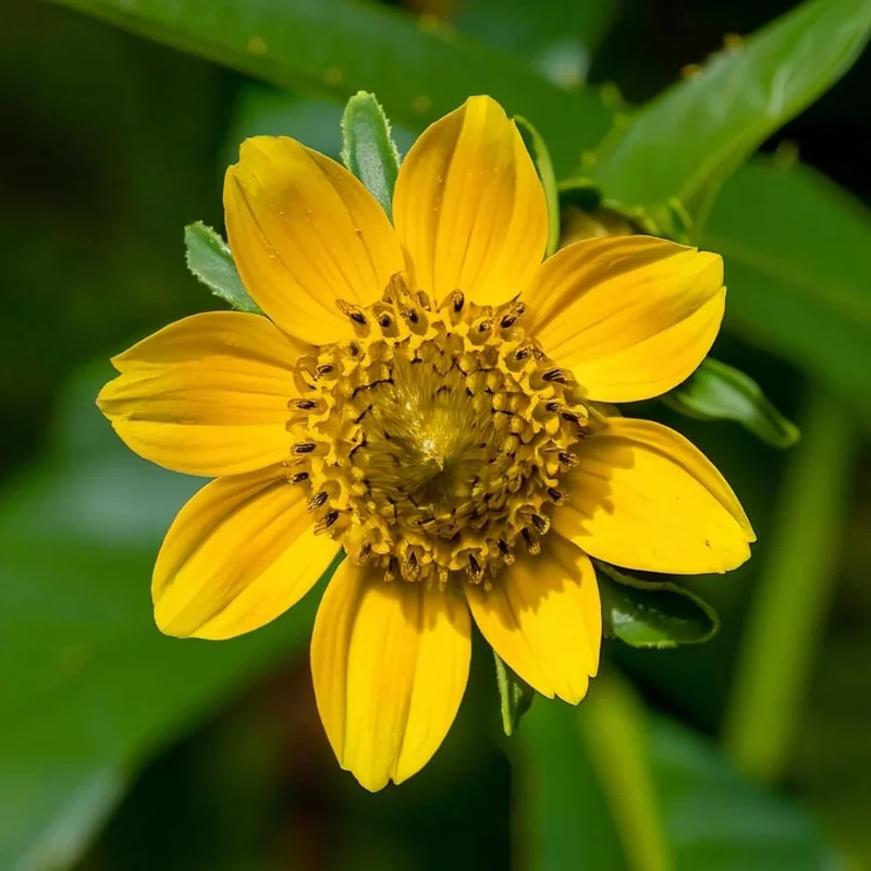 Nodding Bur Marigold Seeds - 50 Bidens cernua Native Wildflower Seeds for Wet Areas - Image 3