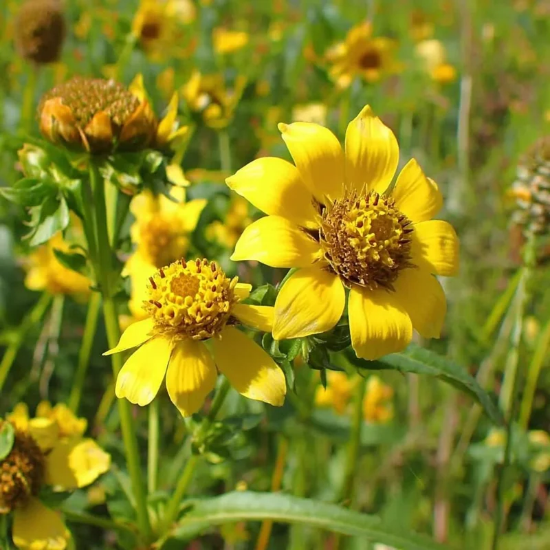 Nodding Bur Marigold Seeds - 50 Bidens cernua Native Wildflower Seeds for Wet Areas - Image 4