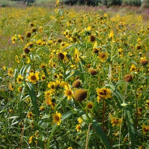 Nodding Bur Marigold Seeds - 50 Bidens cernua Native Wildflower Seeds for Wet Areas - Image 5