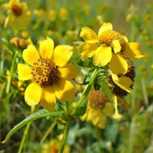 Nodding Bur Marigold Seeds - 50 Bidens cernua Native Wildflower Seeds for Wet Areas - Image 6