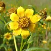 Nodding Bur Marigold Seeds - 50 Bidens cernua Native Wildflower Seeds for Wet Areas - Image 1