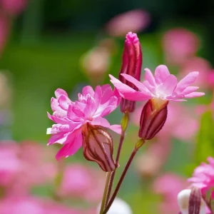 Nodding Catchfly Pink Flower Seeds - Heirloom Silene pendula, 300 Seeds, Annual - Image 2