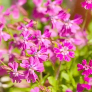 Nodding Catchfly Pink Flower Seeds - Heirloom Silene pendula, 300 Seeds, Annual - Image 3