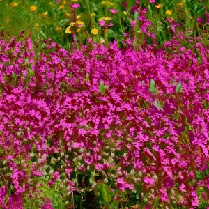 Nodding Catchfly Pink Flower Seeds - Heirloom Silene pendula, 300 Seeds, Annual - Image 4