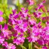 Nodding Catchfly Pink Flower Seeds - Heirloom Silene pendula, 300 Seeds, Annual - Image 1
