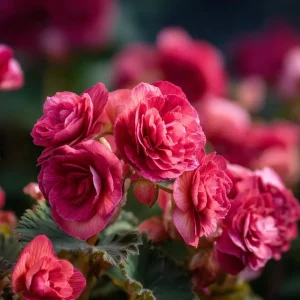 Nonstop Deep Rose Begonia Seeds - 25 Tuberhybrida Seeds for Shade Gardens - Image 2